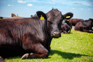 Beef Half (price per lb)